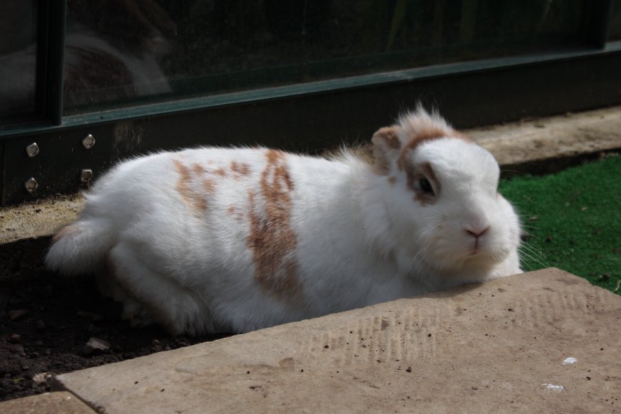 Bunny_Blogs's tweet photo. At last our pic from today! #RestingRabbits https://t.co/lWQ5l3TkWX