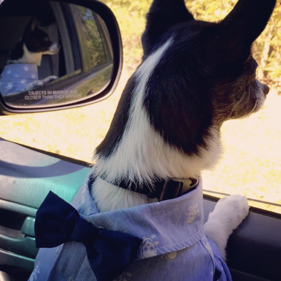 Nola__1986's tweet photo. #dogsoftwitter #sundaystylin #JaspersAdventures 😎💙🐶 https://t.co/9ifoOQaUDe