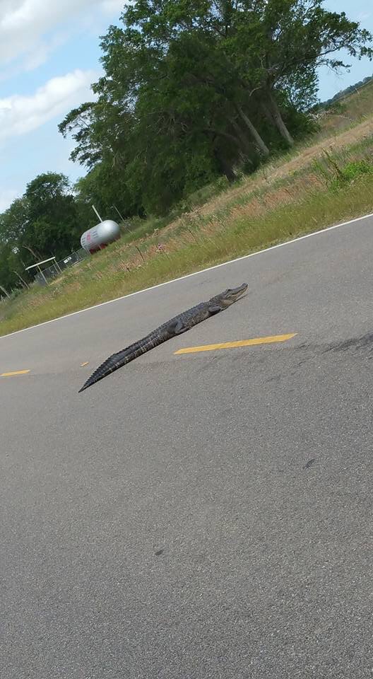 laurenmbro's tweet photo. You might live in Louisiana if you're driving down the highway and see this in the middle of the road :)))) https://t.co/ecHo4GyKxp