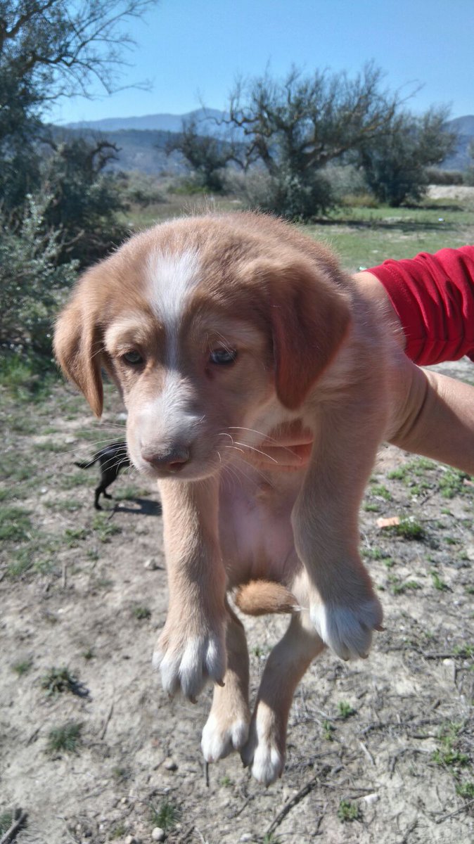 panditadecat's tweet photo. Urgente 5 cachorros en un descampado.
Corren mucho peligro
Por favor urge acogida, contacto 630700188. Cieza, Murcia https://t.co/PFztWmeGMe