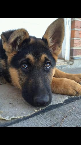 German Shepherds tweet media