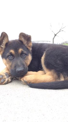 German Shepherds tweet media