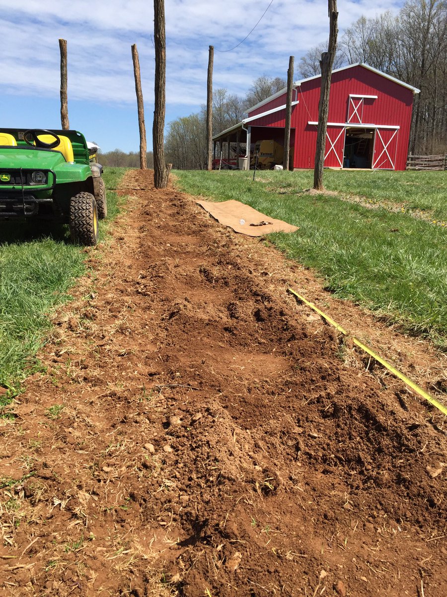 TwoAkersHops's tweet photo. We planted 100 more Chinook rhizomes this morning. #MDHops https://t.co/Q0BWiJPS2U