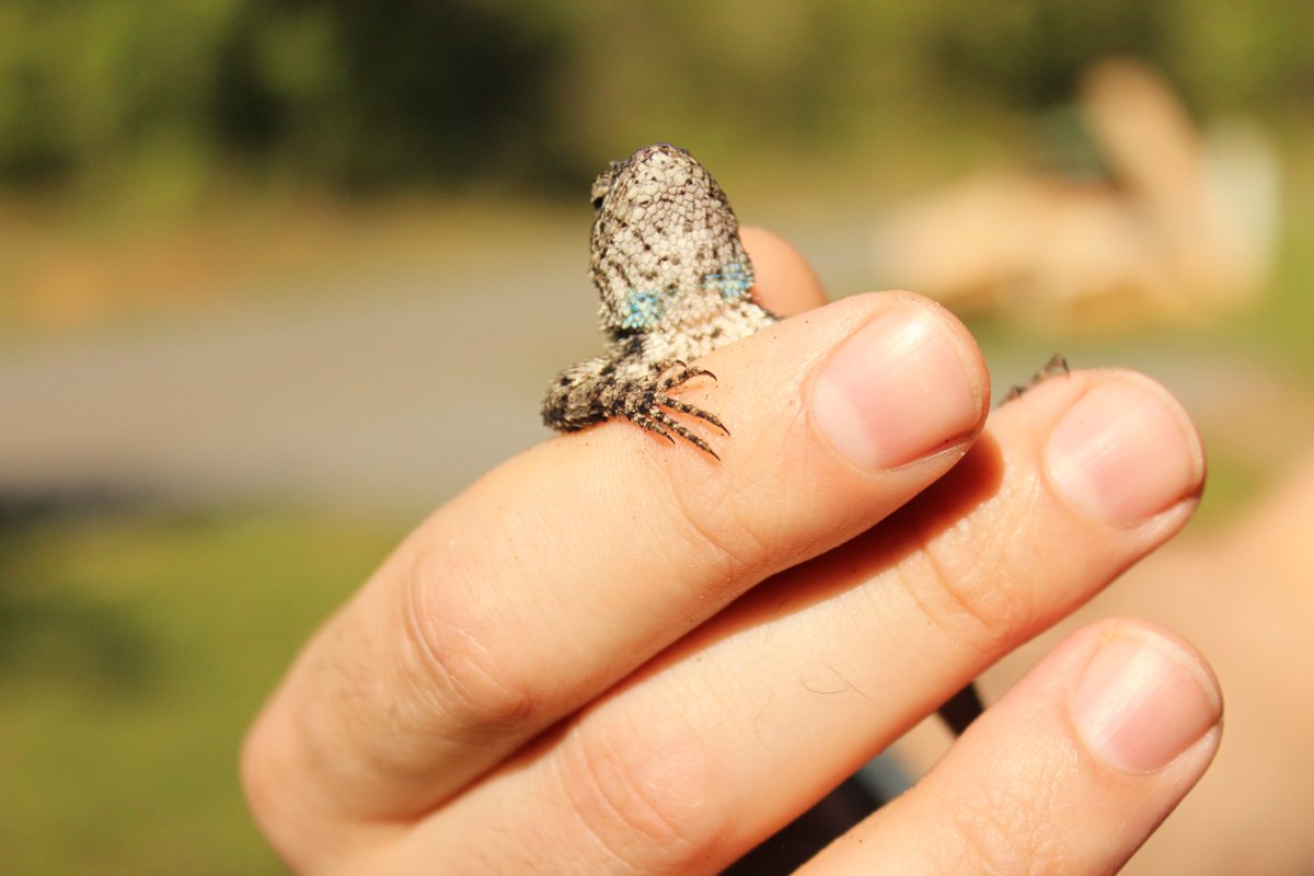 HollowayHorace's tweet photo. I CAUGHT A NEW LIZARD TODAY!!!
Living in a new climate zone is AWESOME !!!!
#NewFauna #NewFlora https://t.co/8SeuXPexBh