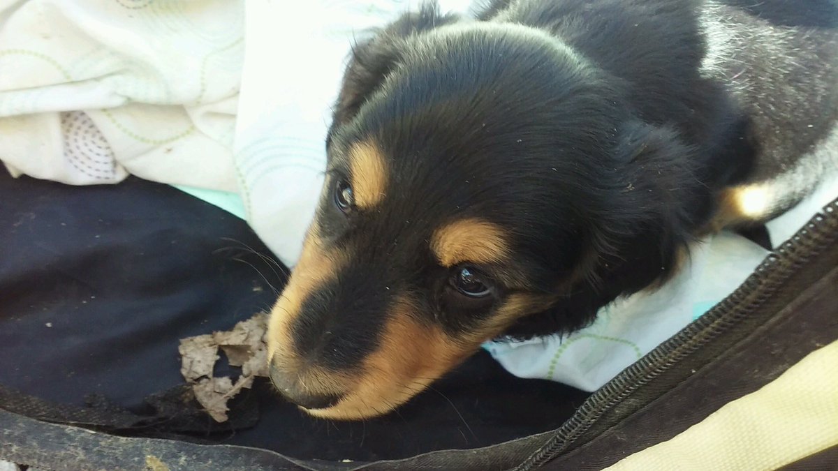BeatlesFanatic1's tweet photo. SO FOUND OUT MY BIRTHDAY PRESENT FROM MY BF IS THIS LITTLE GUY https://t.co/EwBcyMCoyv