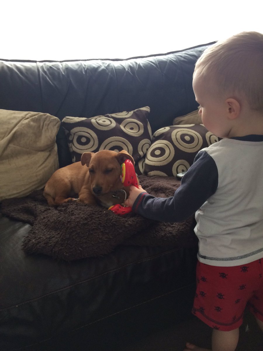 cecil_pup's tweet photo. Excuze my expression it's the 100th time small human has put me on the phonez and there's no one there 🐾 https://t.co/1r4MOTHqoD