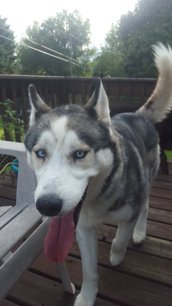 crazedmen's tweet photo. My dirty boy enjoying the amazing weather & he's all smiles!! Cutest pup I've ever seen😍❤ #KingJet #HuskyNation https://t.co/Wm9Qq1wyMS