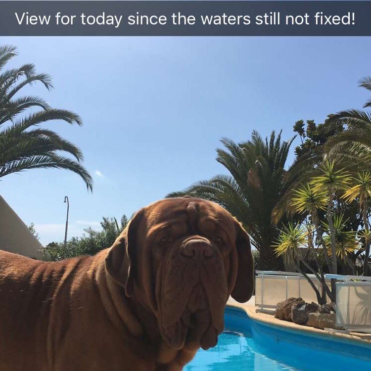 mel_finlayson's tweet photo. Epic photobomb #Mr T #DDB #Furry Baby #Hates a picture💙🐾 https://t.co/JPEiy3t4sA
