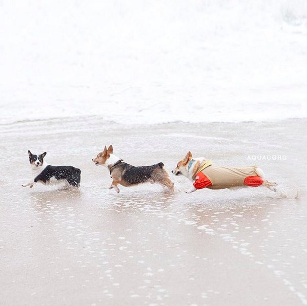 BuzzFeed tweet media