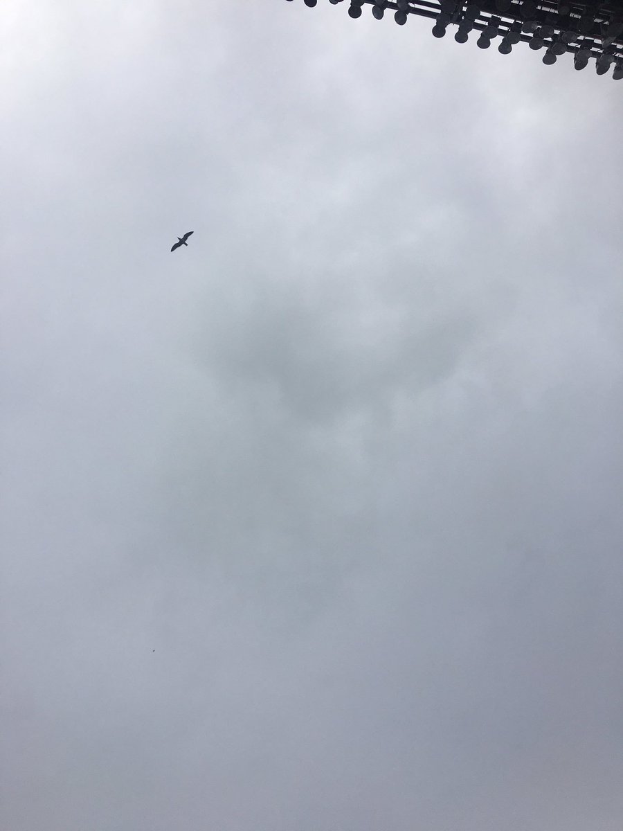 alienzippo's tweet photo. @ATTSeagull is that you up there?? https://t.co/HpeLDUb30g