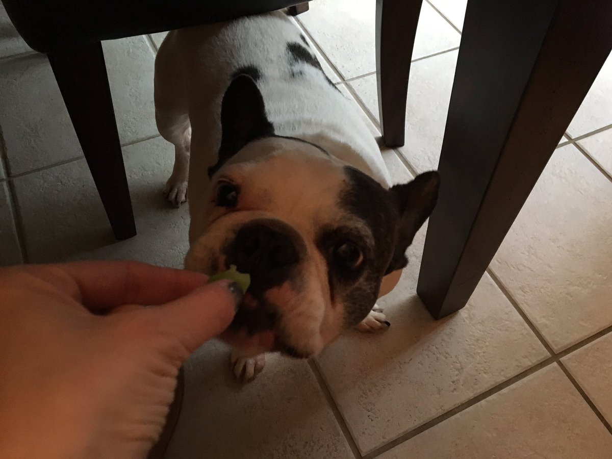 HugotheFrenchie's tweet image. It's true. Steamed broccoli is one of my favorite treats.