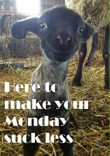 Happy Monday from the team @ Blue River! (how could you not love that face!!) #monday #newweek #happymonday #lamb