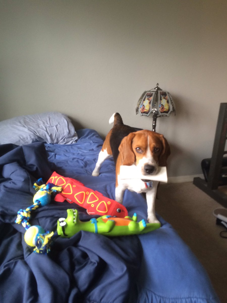 ajrocha130's tweet photo. Spoiled moose https://t.co/Cr8FgpMO7L