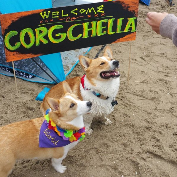 BuzzFeed's tweet photo. More than 600 corgis had a beach party and it’s the cutest thing you’ll see all day https://t.co/UQn1sCTsMa https://t.co/QTNgx23FZ0