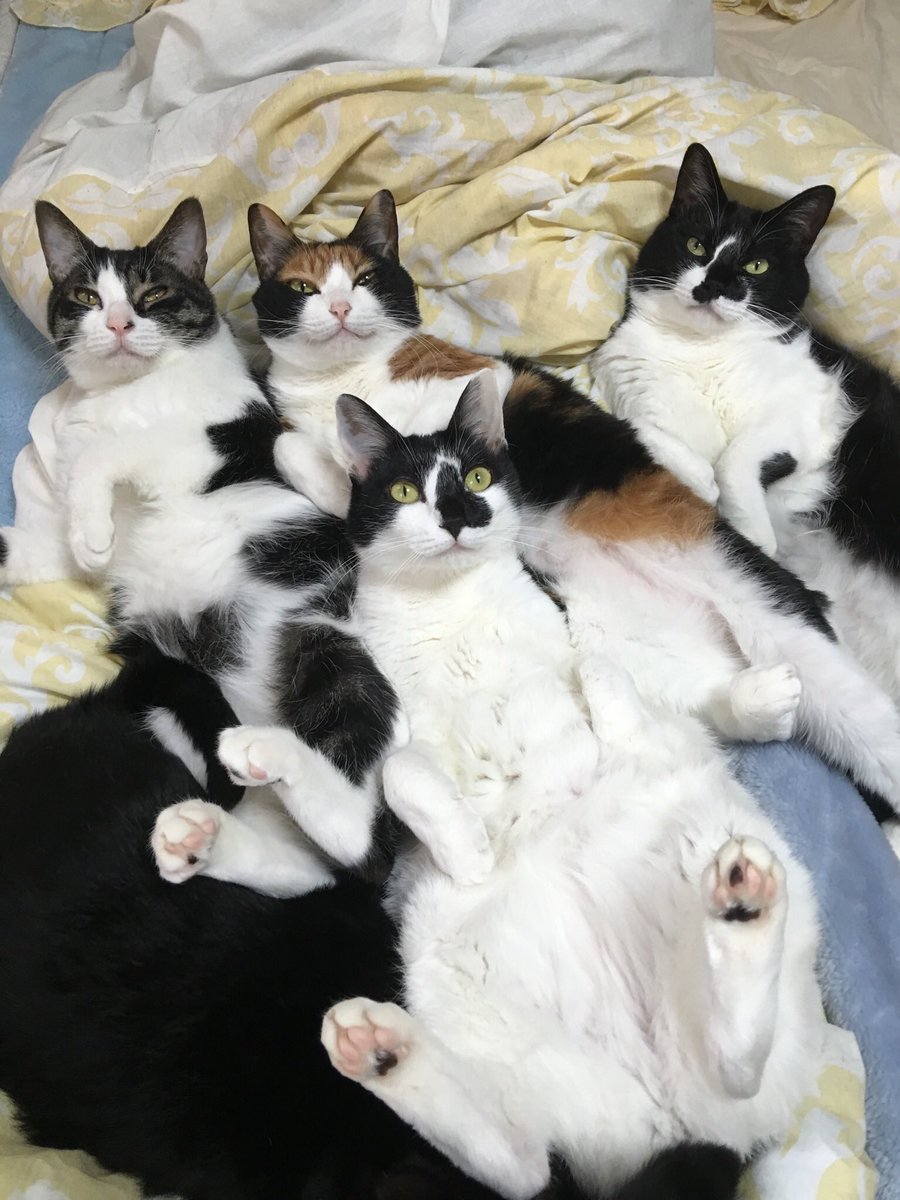 響介 猫の色んなスキンシップをまとめてみました T Co Brnh1oihlo T Co Hjnqu4qiiz