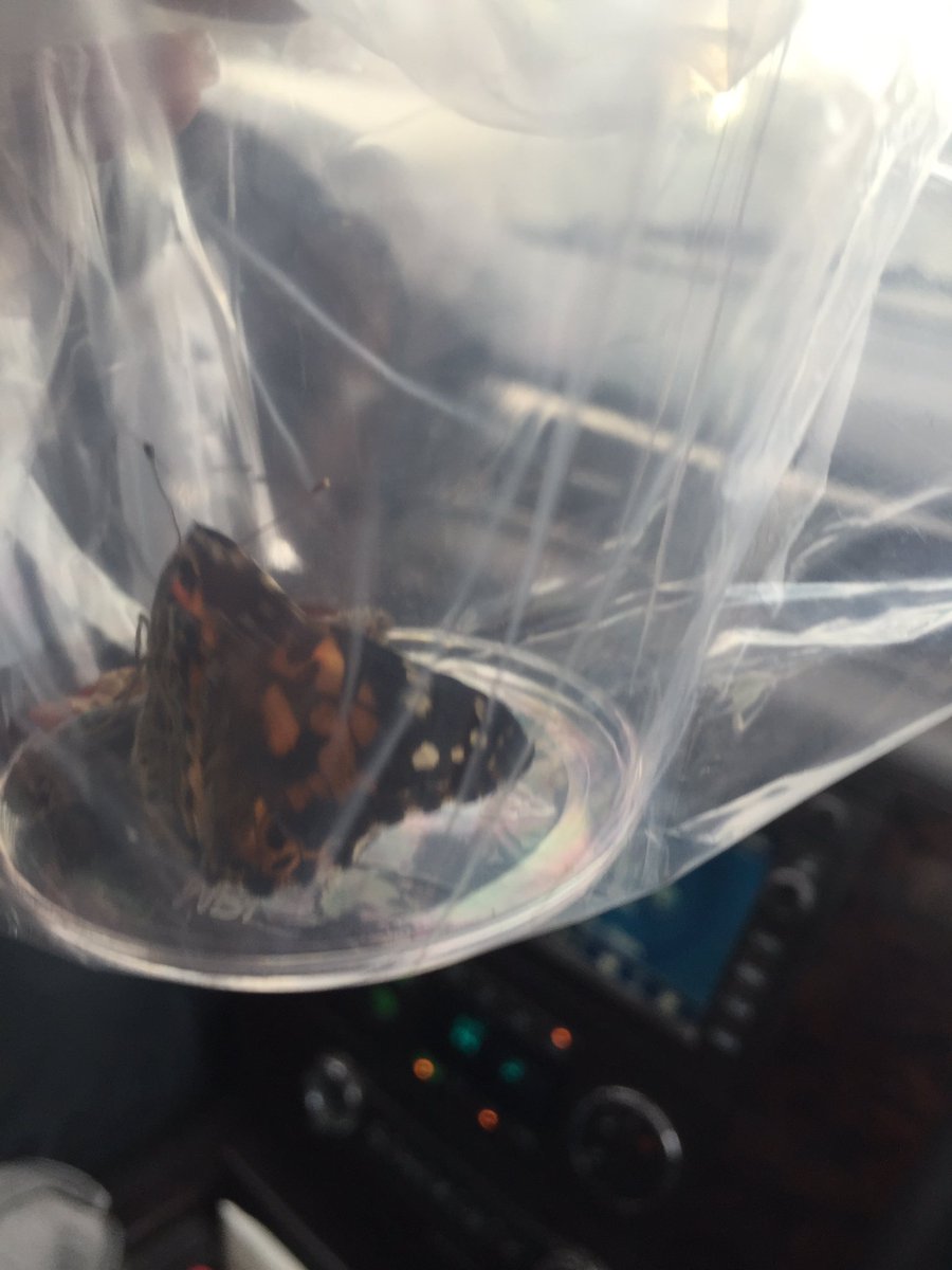 MrsCarlsonHHS's tweet photo. One of our butterflies has emerged! @BugBitesKids @ICCET #bookfest @latimesfob https://t.co/Jl7NrzMfy6