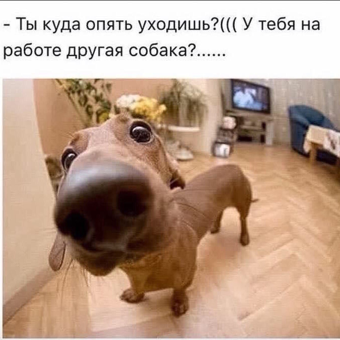 У тебя на работе другая собака