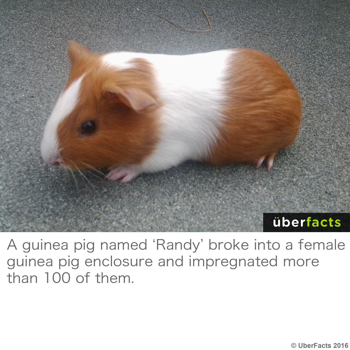 UberFacts tweet media