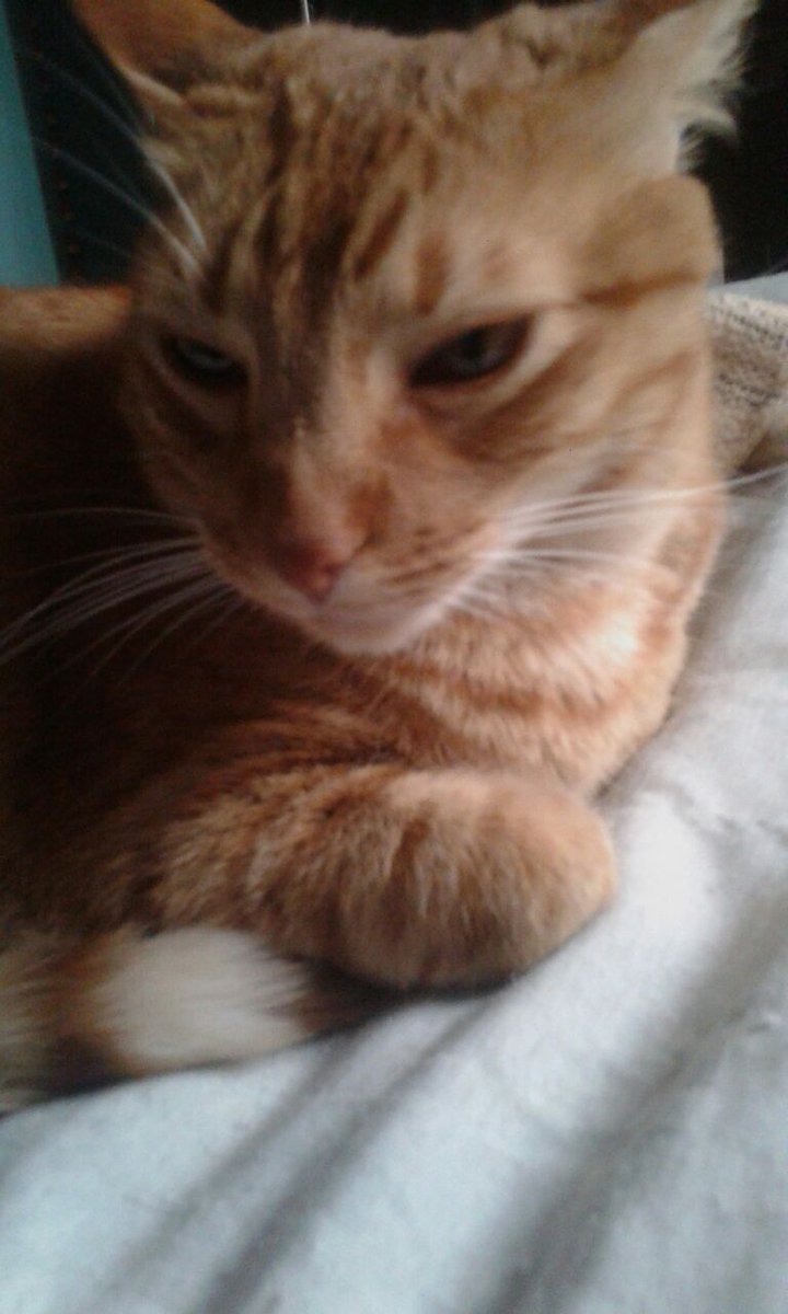 KittenRadical's tweet photo. Gato de Juan.
#kitty #cat #kawaii #kitten #adorable https://t.co/UthyP3WKL0