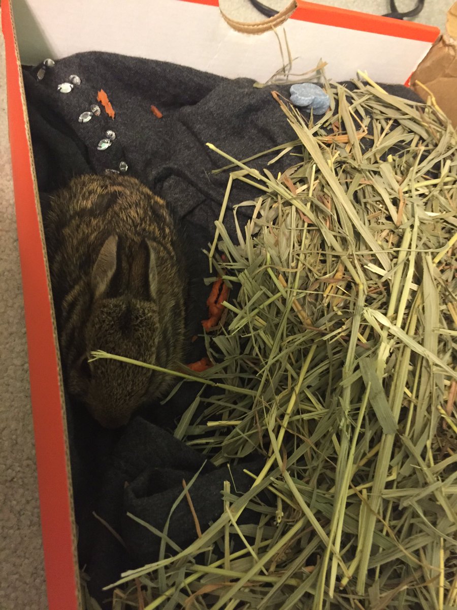 update: tonight I found a bunny on the streets of eht &amp; captured him so now he's in my room chillin in a Nike box