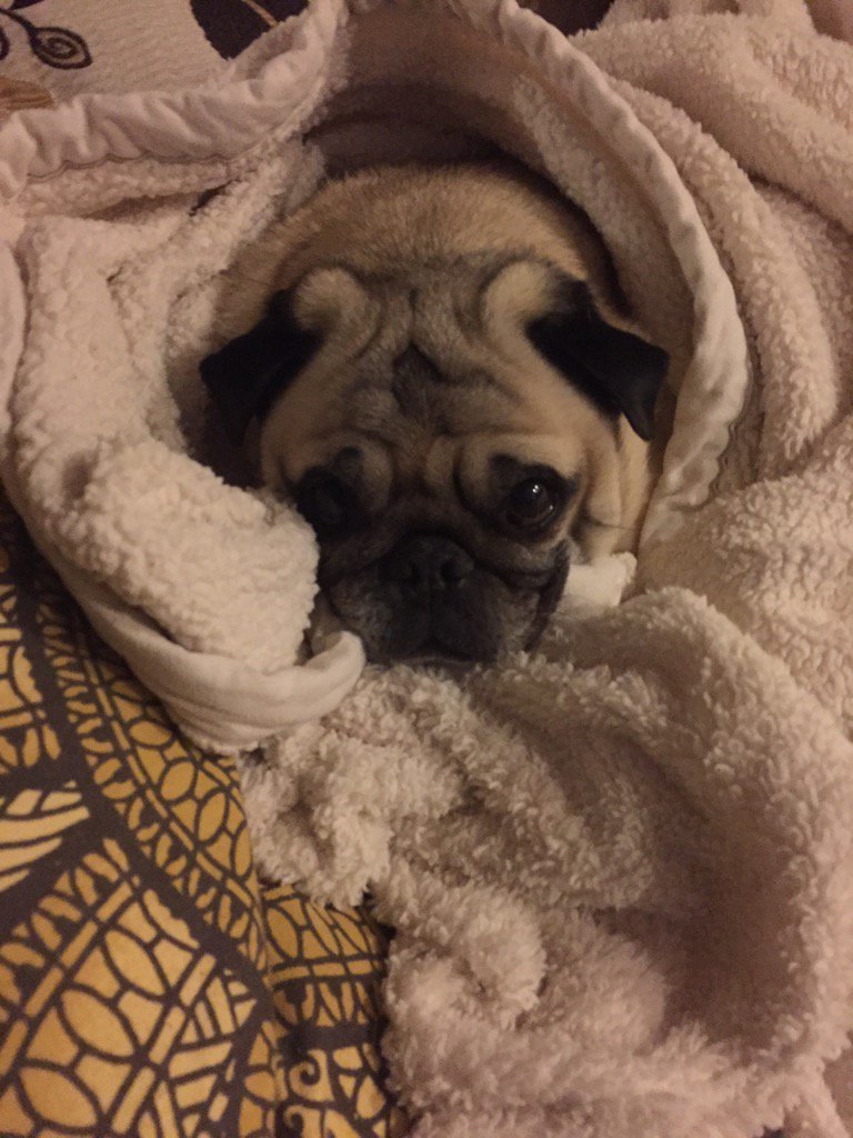 mongolife06's tweet photo. #mongosleepswherehewants #mongoslife #pugs https://t.co/dLjTbNxYqu