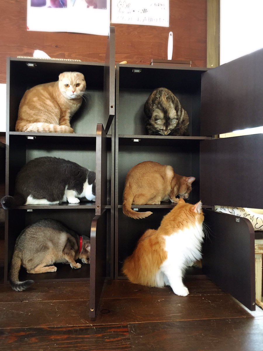 おかしいです 猫 カフェ 美猫 無料ダウンロード画像 おかしいです 猫 カフェ 美猫 無料ダウンロード画像