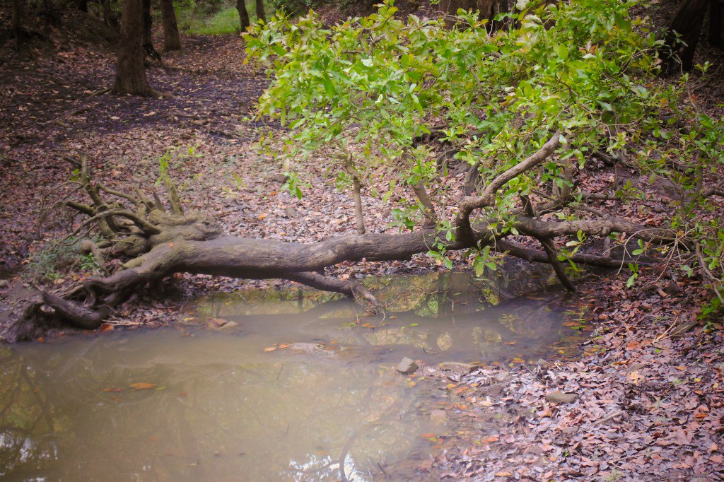 पीलीभीत टाइगर रिज़र्व के दो तालाबों का होगा जीर्णोद्धार tigerreservepilibhit.com/ponds-to-be-re…