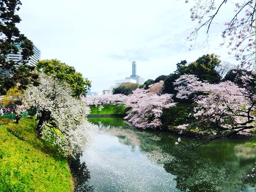 estelle_chiu's tweet photo. Sakura spring time #Sakura #Spring https://t.co/LV3CbqypWH