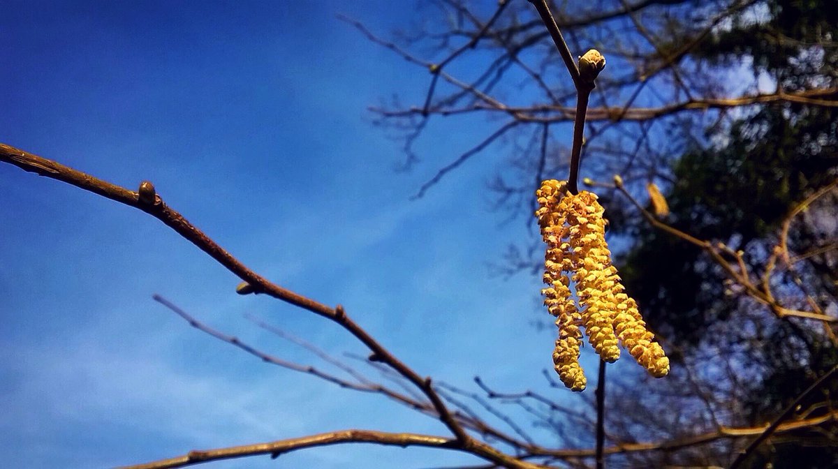 LeeeBurrows's tweet photo. Hazel catkins https://t.co/N9eTKsQU6q