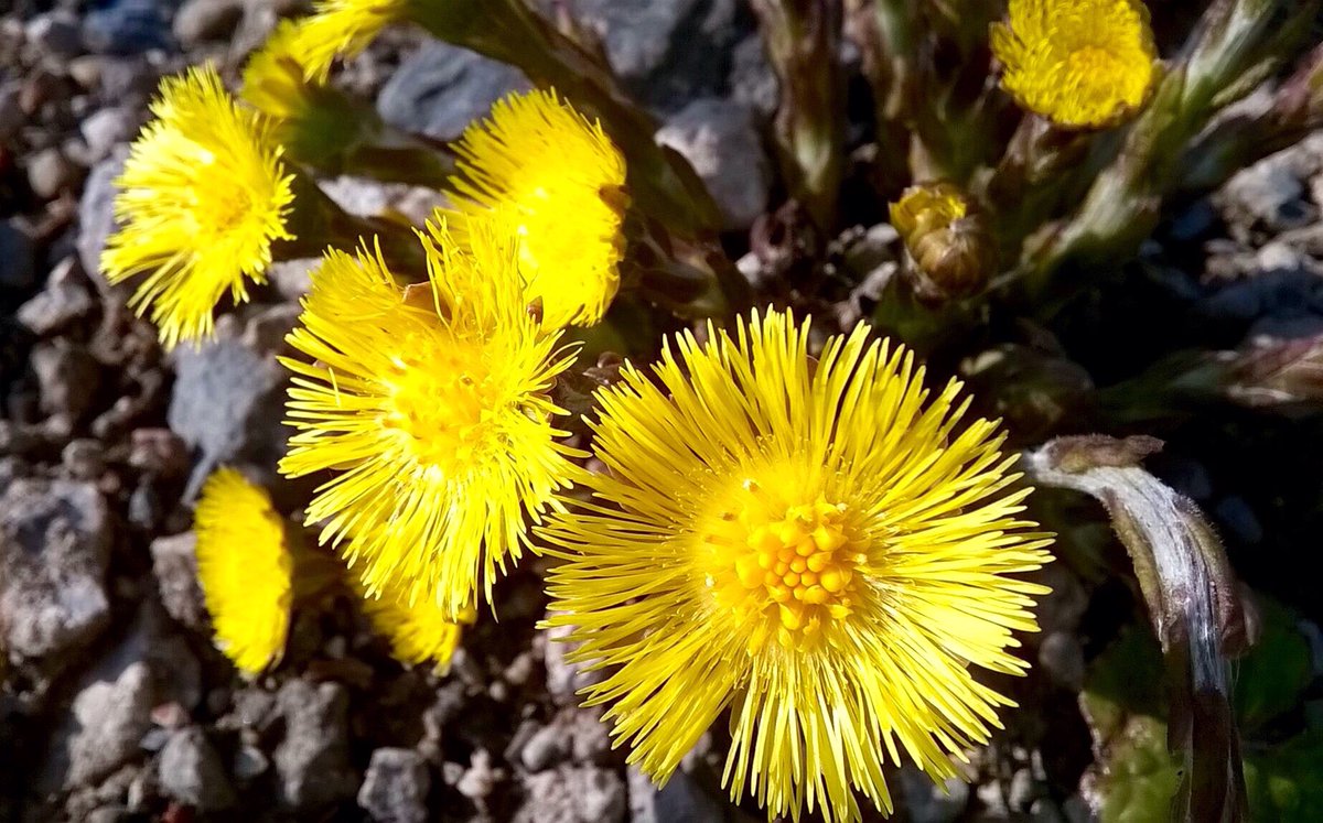 LeeeBurrows's tweet photo. Coltsfoot https://t.co/ZdOrKu2ENp