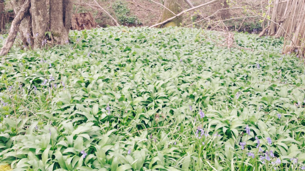 #wildgarlicgalore #horesham #woodland
