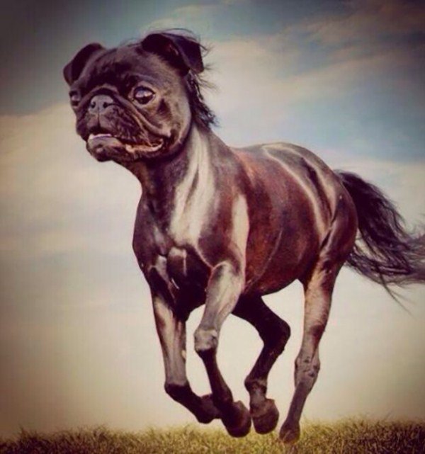 Life Vs Photoshop on Twitter: &quot;Pug Horse #photoshop #photoedit #funny  https://t.co/VrSe2HGQEz&quot;