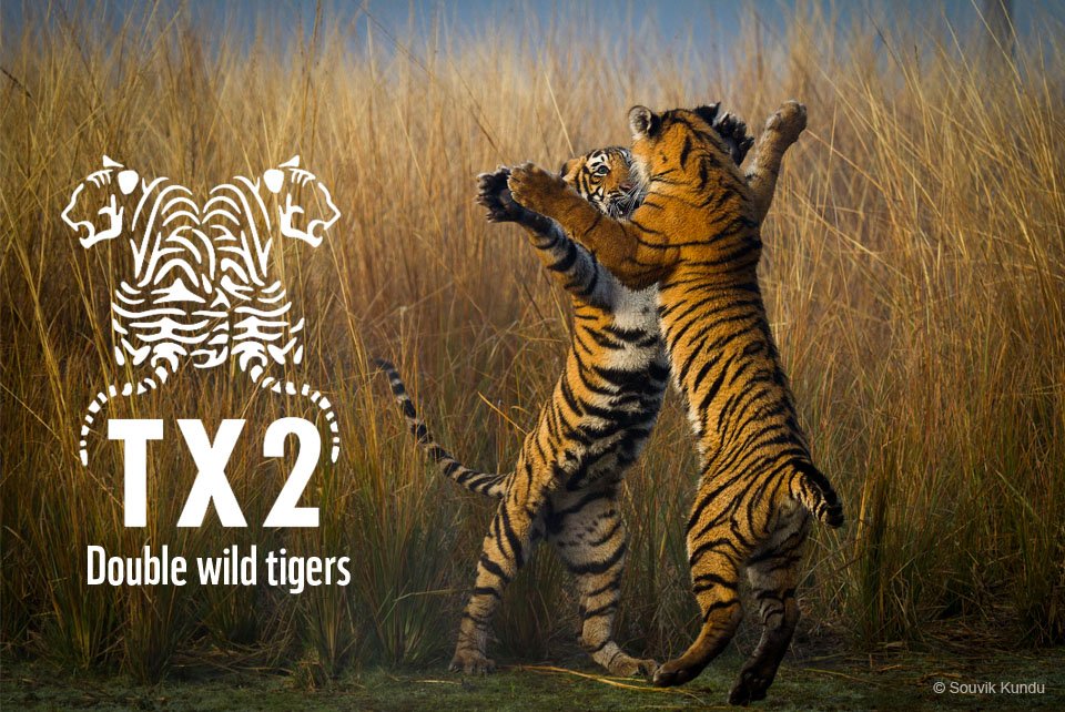 Great news! Wild #tiger numbers have increased globally for the first time → pand.as/3890tigers #doubletigers