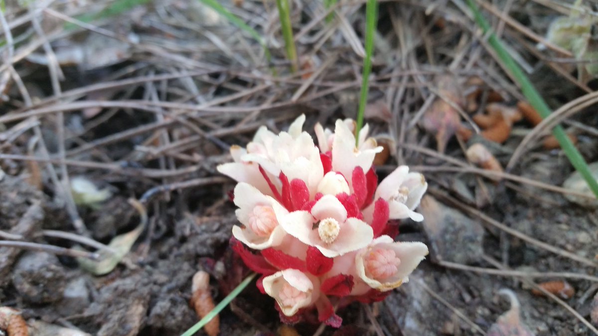 Geçen yıl Likya yolu yürüyüşünde <a href="/v_dalmaz/">Veysel Dalmaz</a> 'ın kadrajına giren yer narı bitkisi. Memlekete,doğaya özlem...