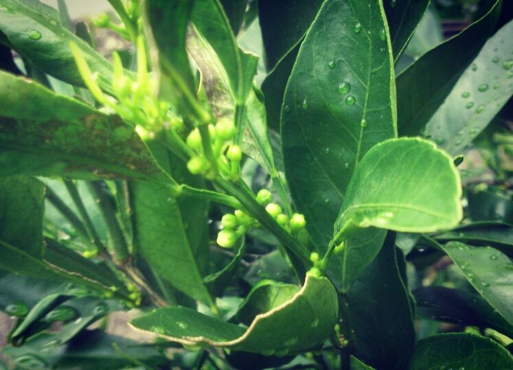 みかん部 Twitter Search