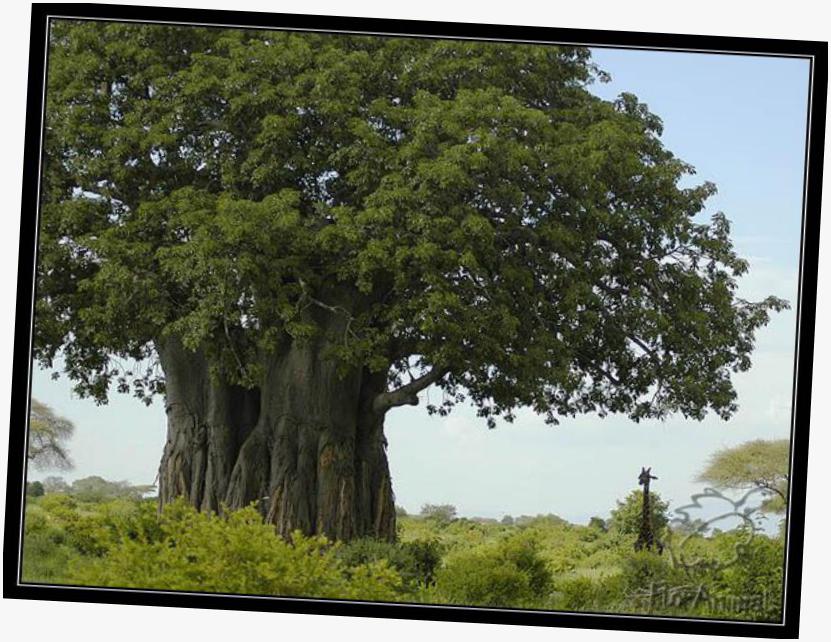 Не дерево 4 буквы. Текстура дерева бук. Деревья не касаются друг друга кронами. Масляное дерево 4 буквы. Фон для родословной дерево.