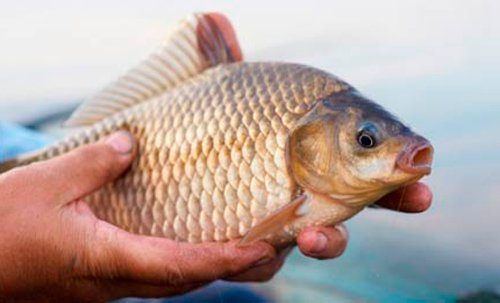angelinochka984's tweet photo. Ловля карася летом https://t.co/Zb220CMC9p тут #рыбалка #рыба #ловля #fish #fishing https://t.co/PHwEvfDU3e