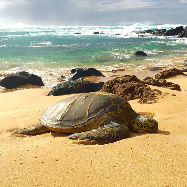 seaturtlegifts's tweet photo. Big waves on the north shore must've made this guy pretty tired. #honu #seaturtle #hawaiiu… https://t.co/x5KAvrmW38 https://t.co/VAjVEQwEGr