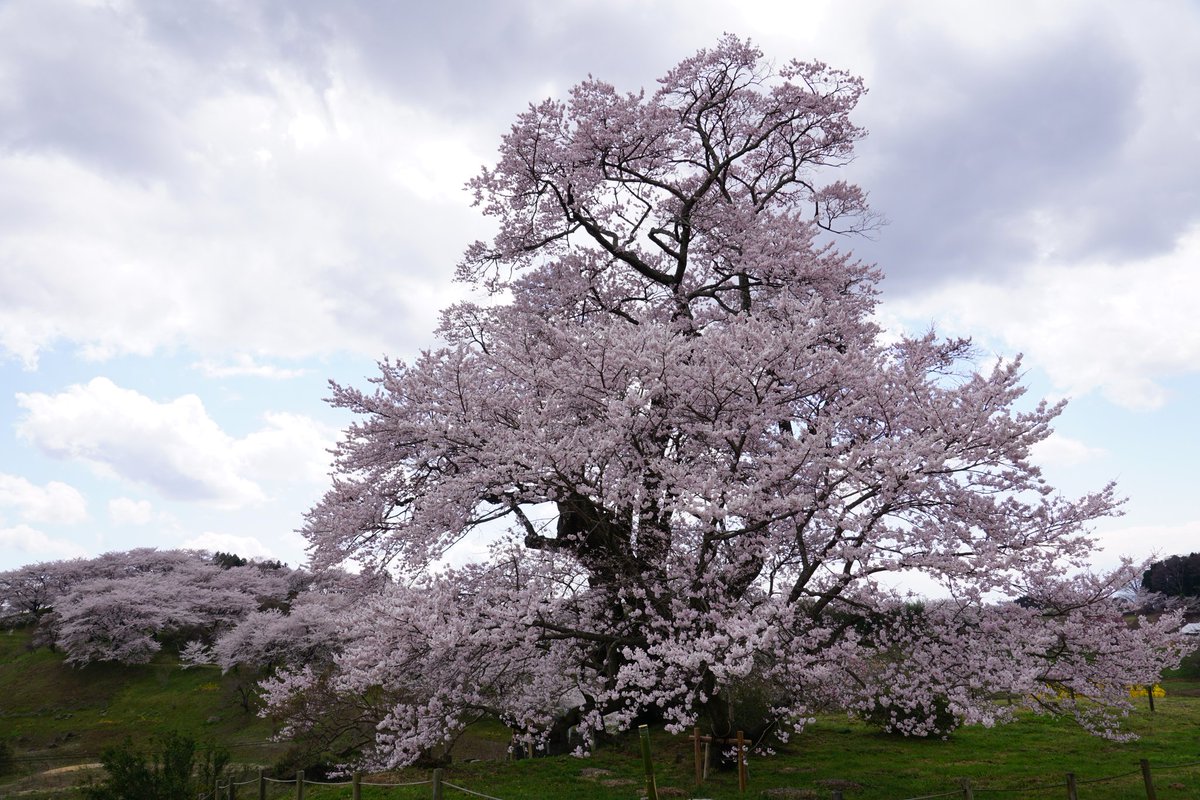 キャノンで る 塩ノ崎の大桜 ここでも曇天に襲われ テンション 福島撮影隊 福島の桜 塩ノ崎の大桜 T Co Zu2kytjwfr キャノンで る 塩ノ崎の大桜 ここでも曇天に襲われ テンション 福島撮影隊 福島の桜 塩ノ崎の大桜 T Co Zu2kytjwfr