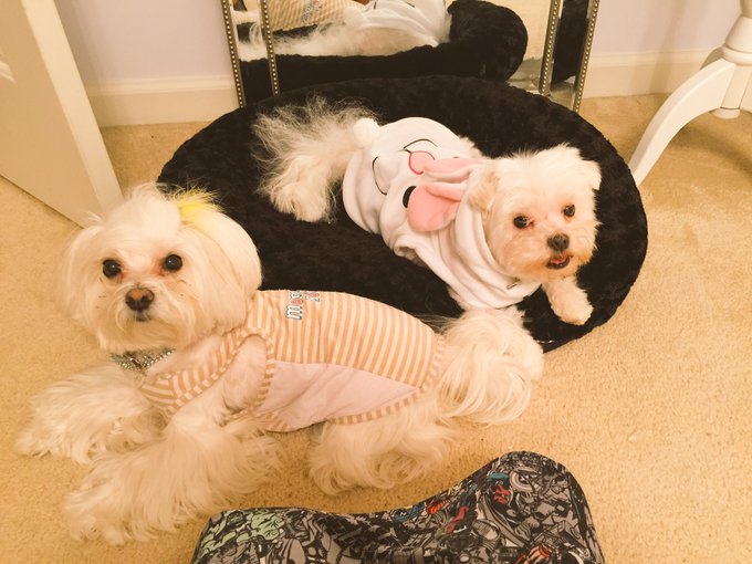 Our new baby pawlie! He is to cute! Our little family is growing!@COLBYJANSENXXX https://t.co/jUhW8Z<a href="/tag/amore"class="tags"><span>#amore</span></a><a href="/tag/italy"class="tags"><span>#italy</span></a>