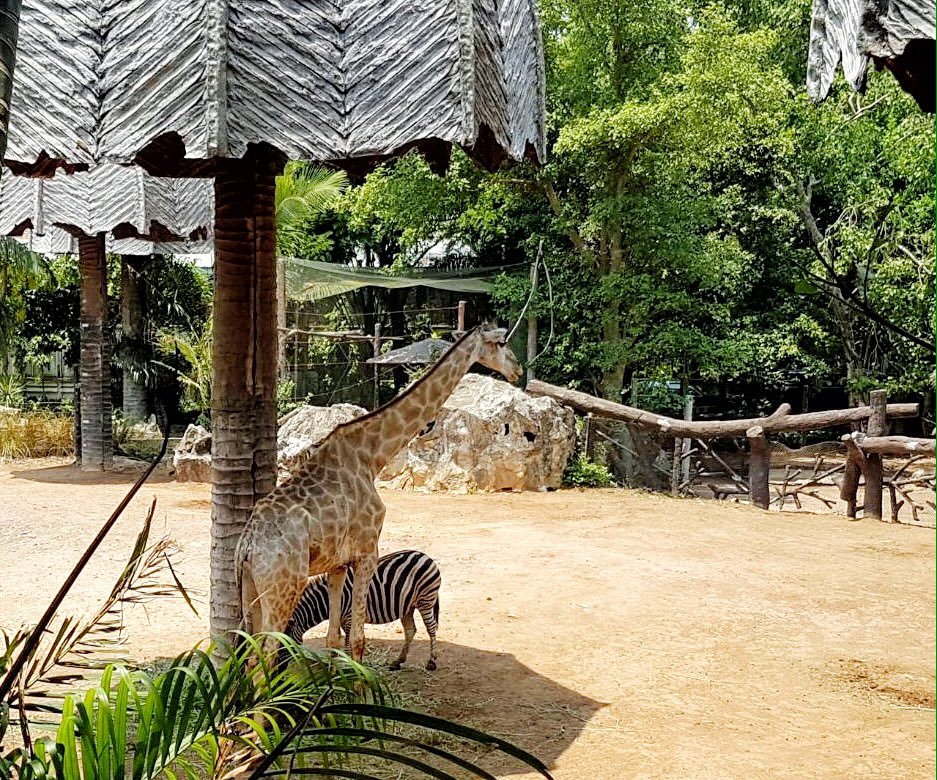 jiimiiko's tweet image. ยีราฟกับม้าลายที่สวนสัตว์ดุสิตเริ่มสำนึกว่าแดดเมืองไทย ร้อนหนักกว่าแดดแอฟริกาบ้านเกิด..ความตายอยู่เพียงก้าวขาออกไป!!