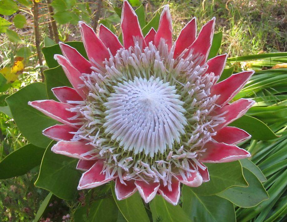 southafricanmag's tweet photo. Nothing is more beautiful than the perfection of  national flower of South Africa...  Good morning and Happy MONDAY! https://t.co/NUrSBcWEG4