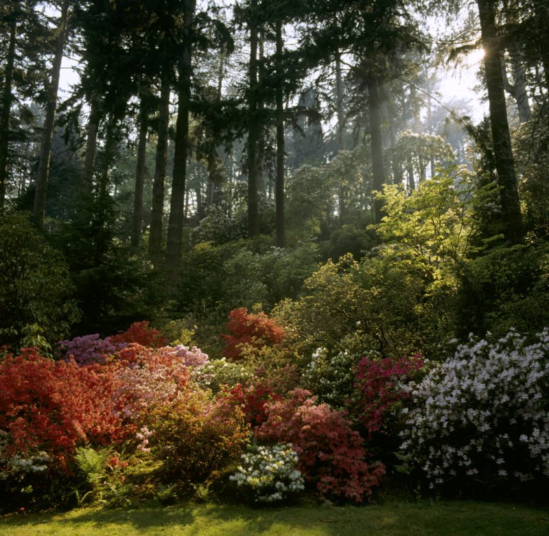 nationaltrust's tweet image. Monday morning inspiration to increase your chances of starting the week with a smile: @BodnantGardenNT