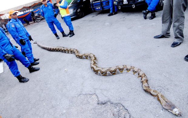 Longest Snake In The World Guinness Book Of World Records