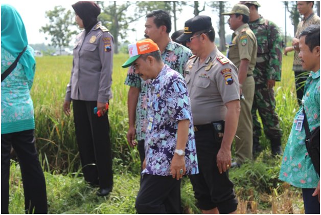 PANEN RAYA DI DESA JEPANGREJO KECAMATAN <a href="/kecamatan_blora/">kecamatan blora</a>