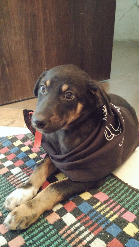browneyed_mulgi's tweet photo. Loook who came home to meet me :D #uberpuppy Thank you @Uber_Pune This was pure joy! #pawsome #uberpune https://t.co/iHsAwTANiW