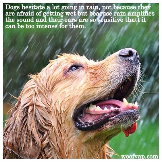 Как животные радуются дождю. Собака под дождем. Пес под дождем. Собака радуется. Собака радостная под дождем.