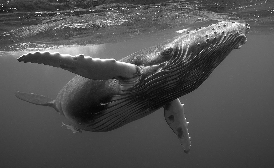 IntelANZ's tweet photo. Here’s how @weharless used tech to capture these mesmerising life-size images of #whales https://t.co/KXZeys7eZt #iQ https://t.co/kwUy6FfE79