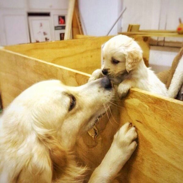 DogsForLife5's tweet image. 😍