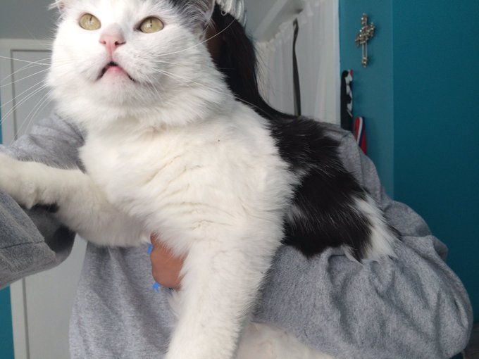 my cats are 😍 https://t.co/E9AETlOxdN<a href="/tag/newprofilepic"class="tags"><span>#newprofilepic</span></a>